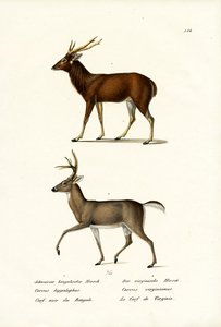 Red Deer